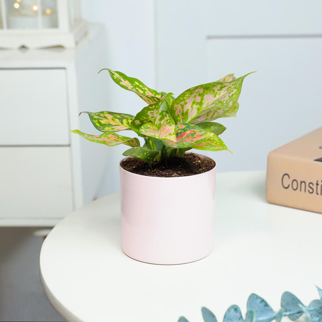 Pink Aglonema In Pink Cylinder Pot