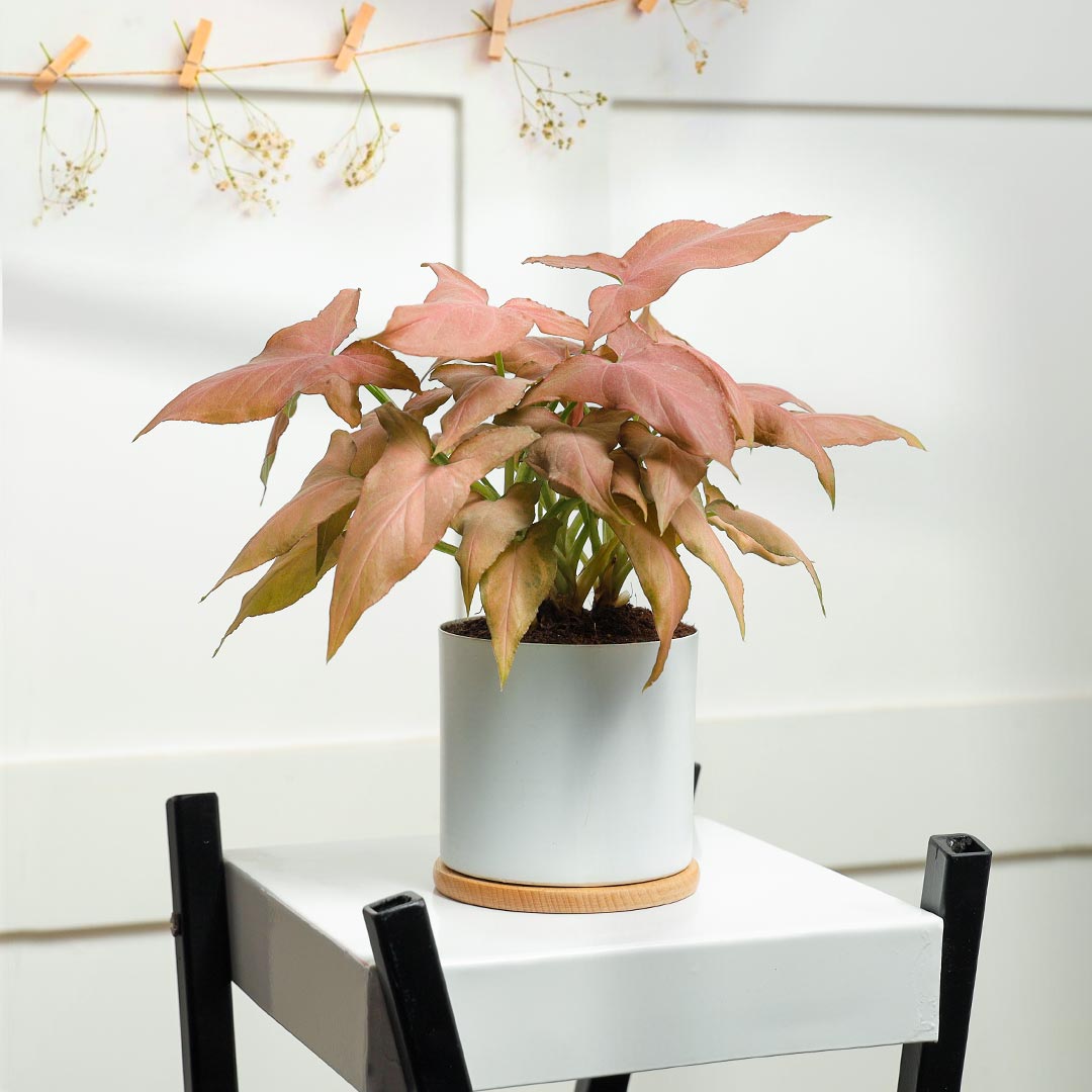 Pink Syngonium in white Container