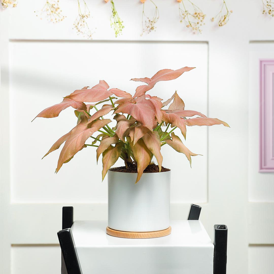 https://www.unrealgift.com/Pink Syngonium in white Container