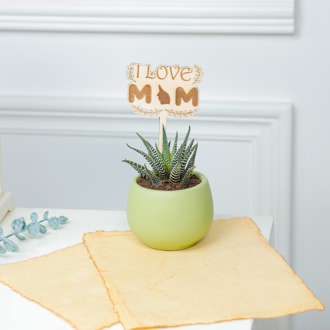 Prosperous Haworthia Plant For Adorable Mom