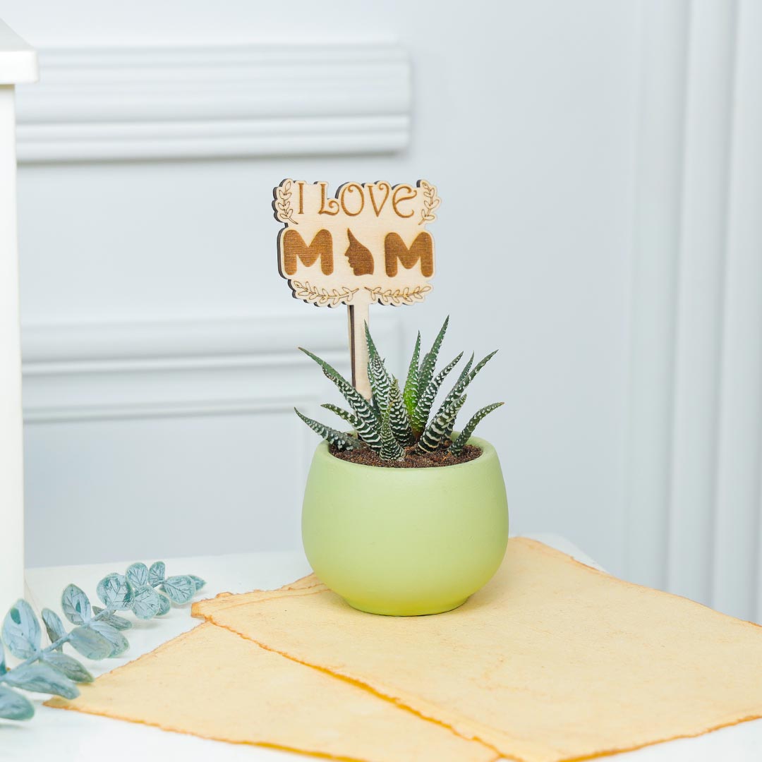 Prosperous Haworthia Plant For Adorable Mom