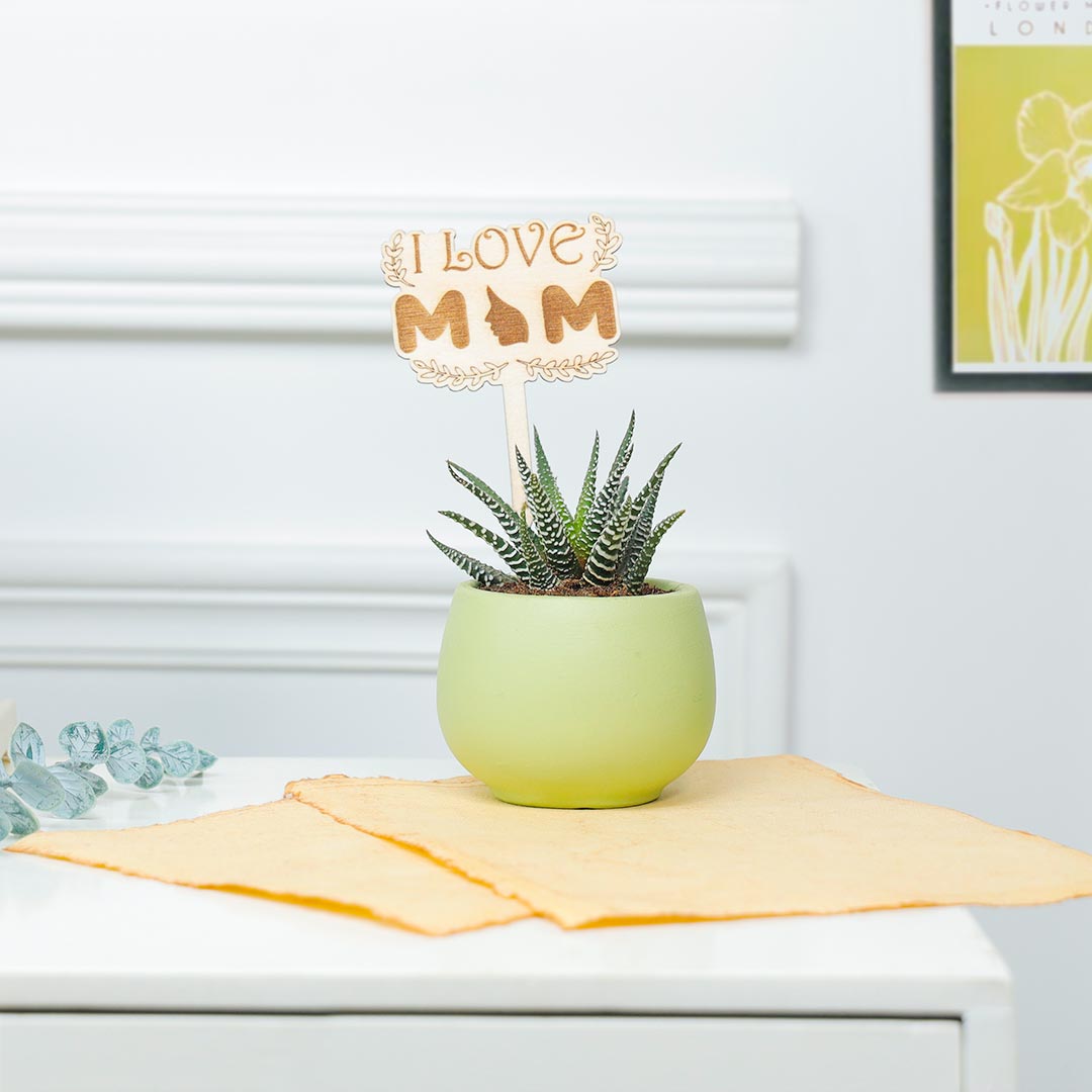 Send Prosperous Haworthia Plant For Adorable Mom Online