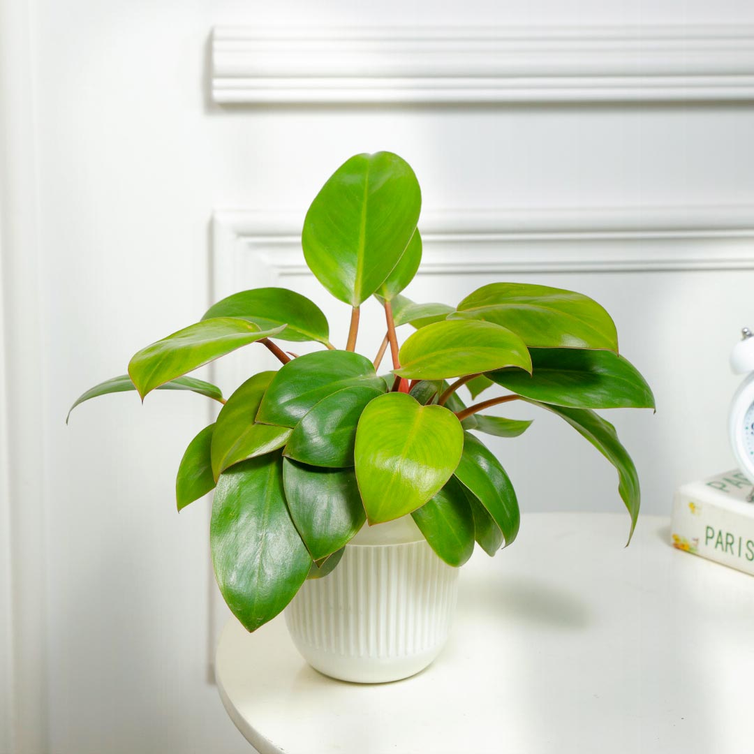 Radiant Philodendron Potted In White Pot