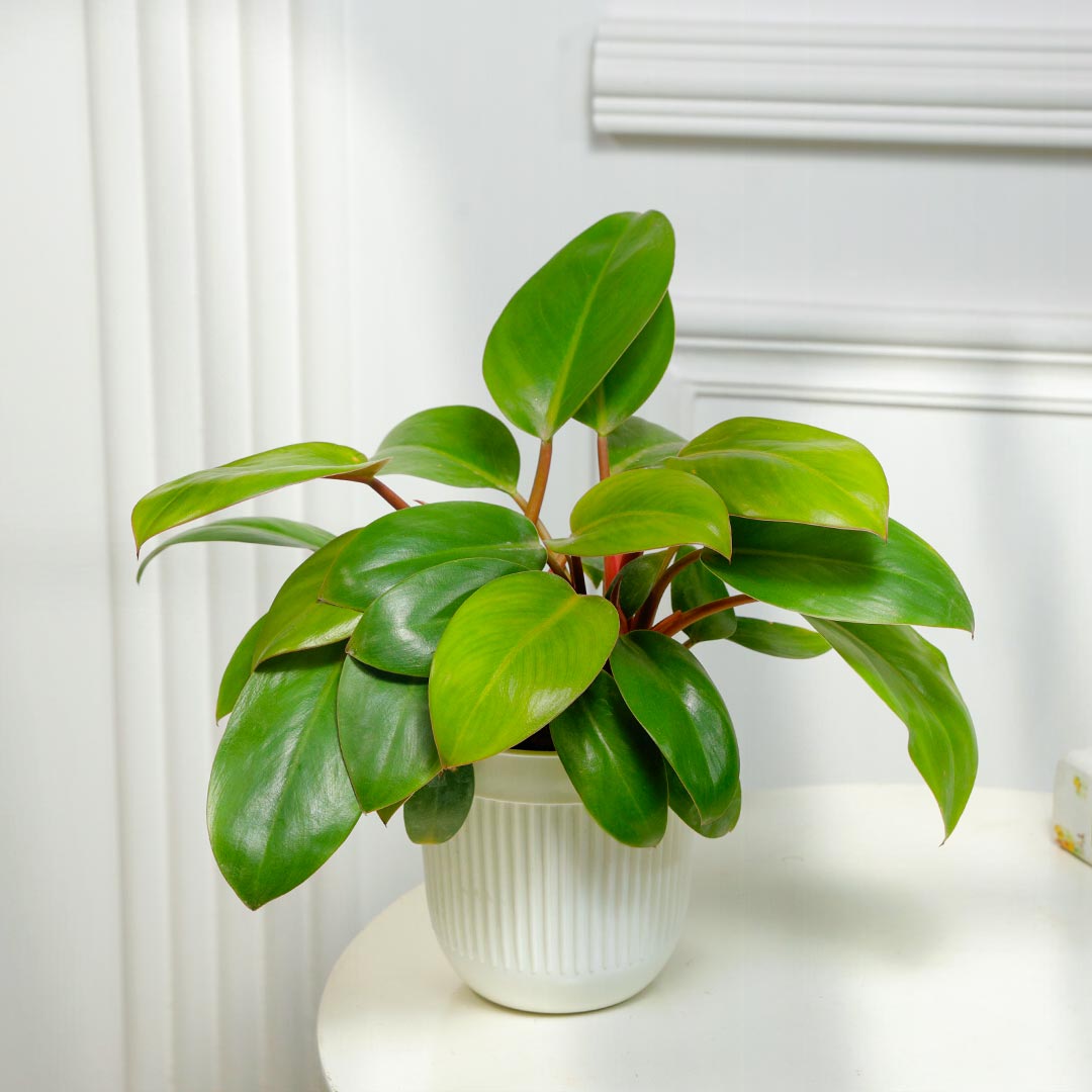 Radiant Philodendron Potted In White Pot