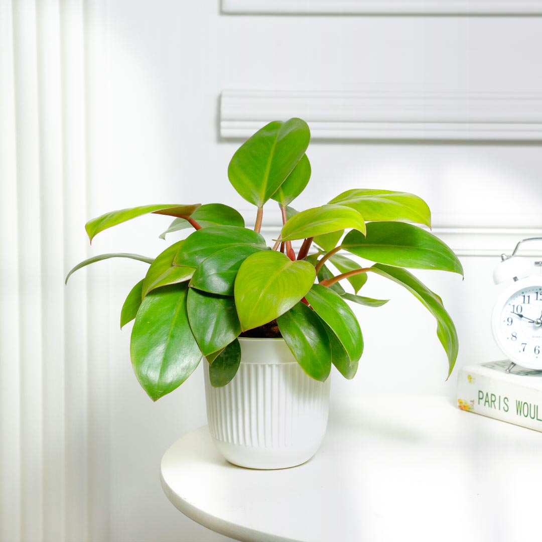 Radiant Philodendron Potted In White Pot