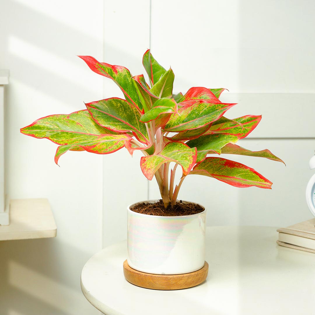 Red Aglaonema in Ceramic Pot on Wooden Base Plate