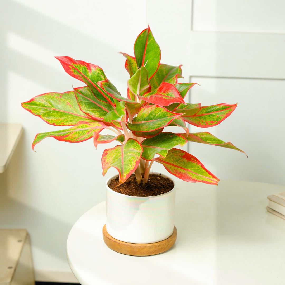 Red Aglaonema in Ceramic Pot on Wooden Base Plate