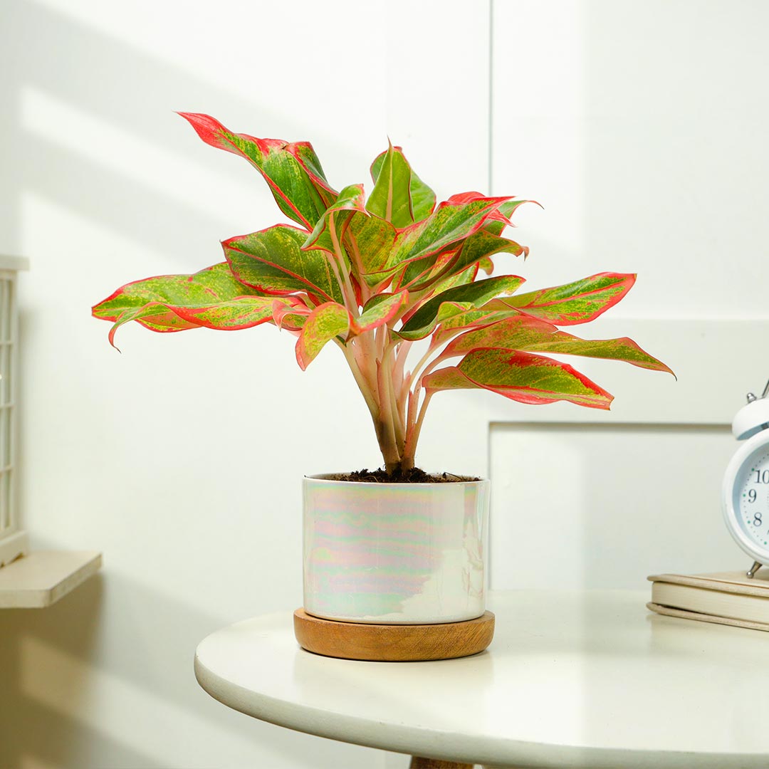 Red Aglaonema in Ceramic Pot on Wooden Base Plate