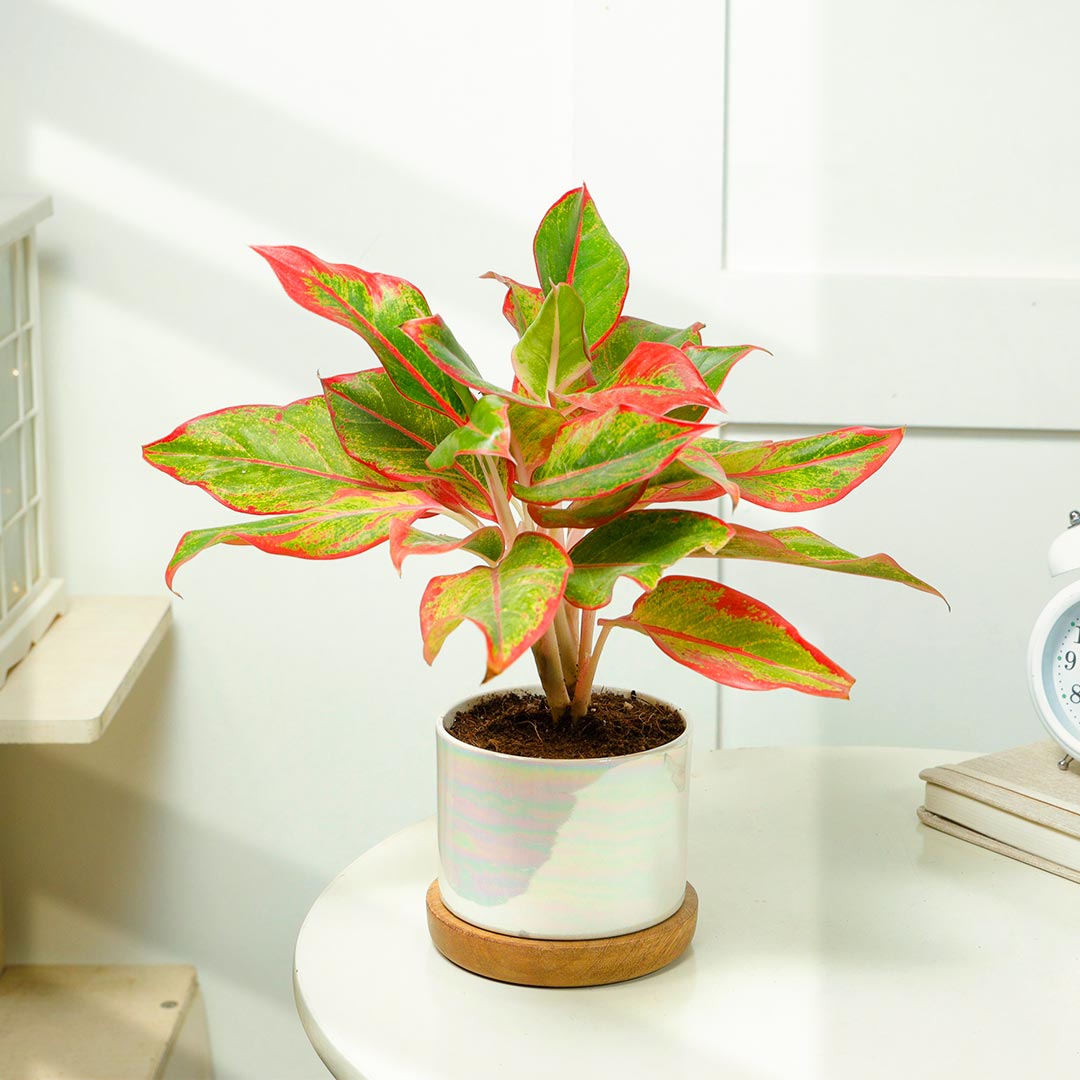 Red Aglaonema in Ceramic Pot on Wooden Base Plate