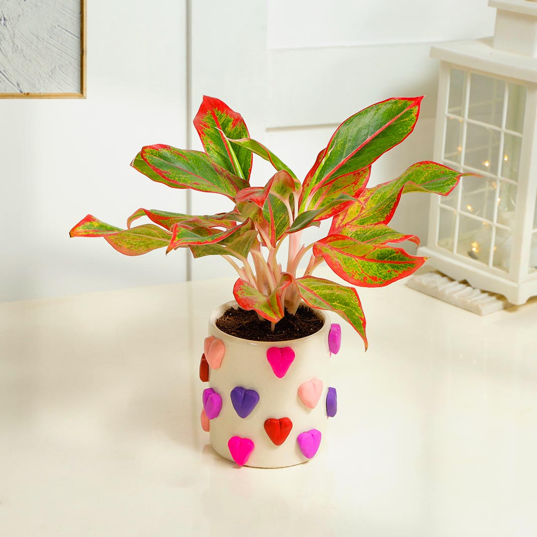 Red Aglaonema Plant in Handcrafted Heart Ceramic Pot