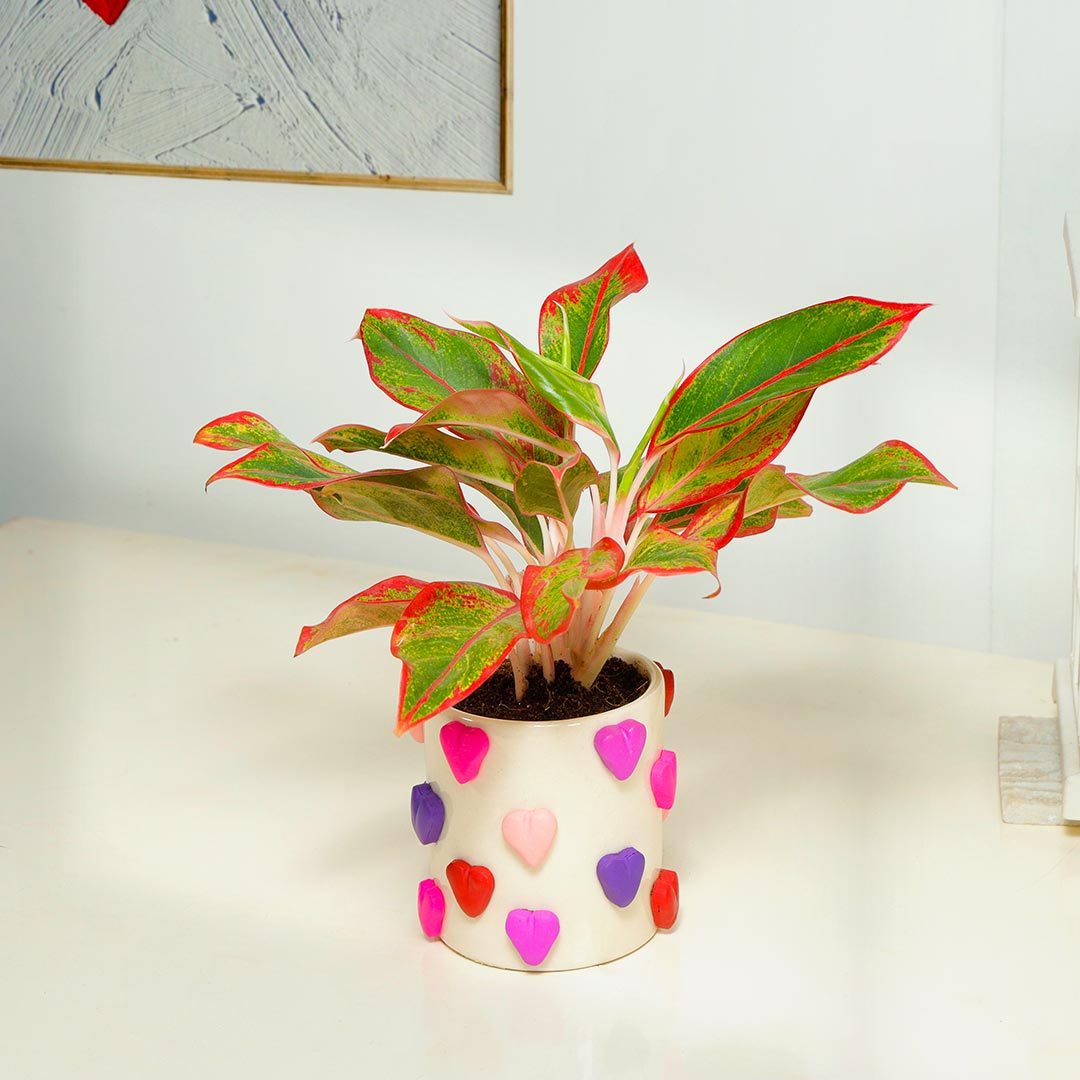 Red Aglaonema Plant in Handcrafted Heart Ceramic Pot