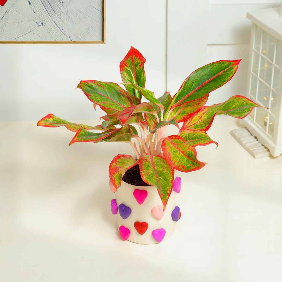 Red Aglaonema Plant in Handcrafted Heart Ceramic Pot