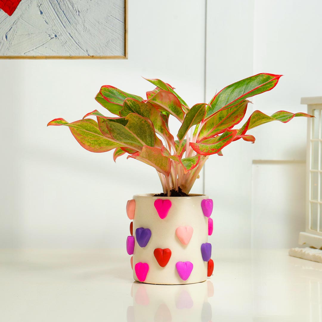 Red Aglaonema Plant in Handcrafted Heart Ceramic Pot