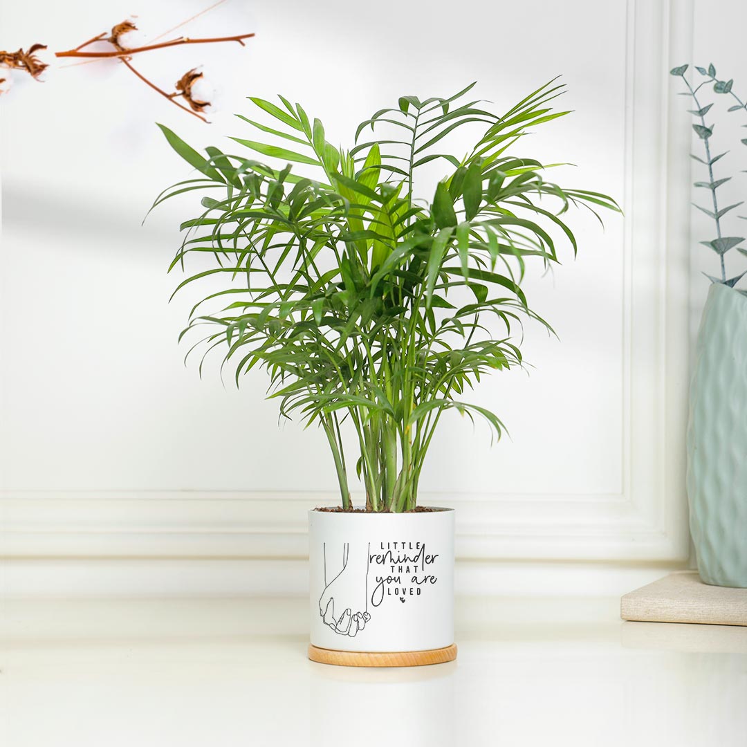 https://www.unrealgift.com/Reminder For Loved One - Attractive Chamendora Plant