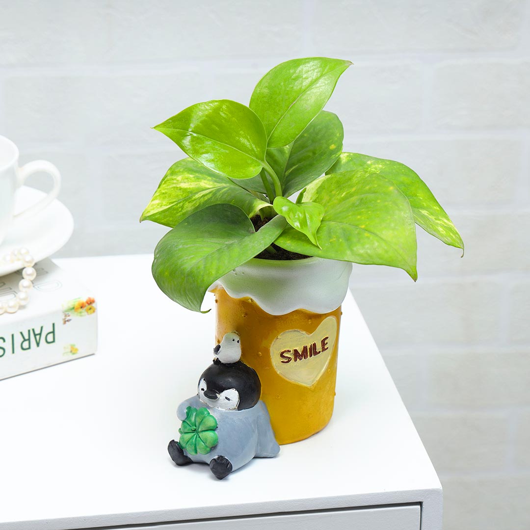 Resting Penguin Under Money Plant