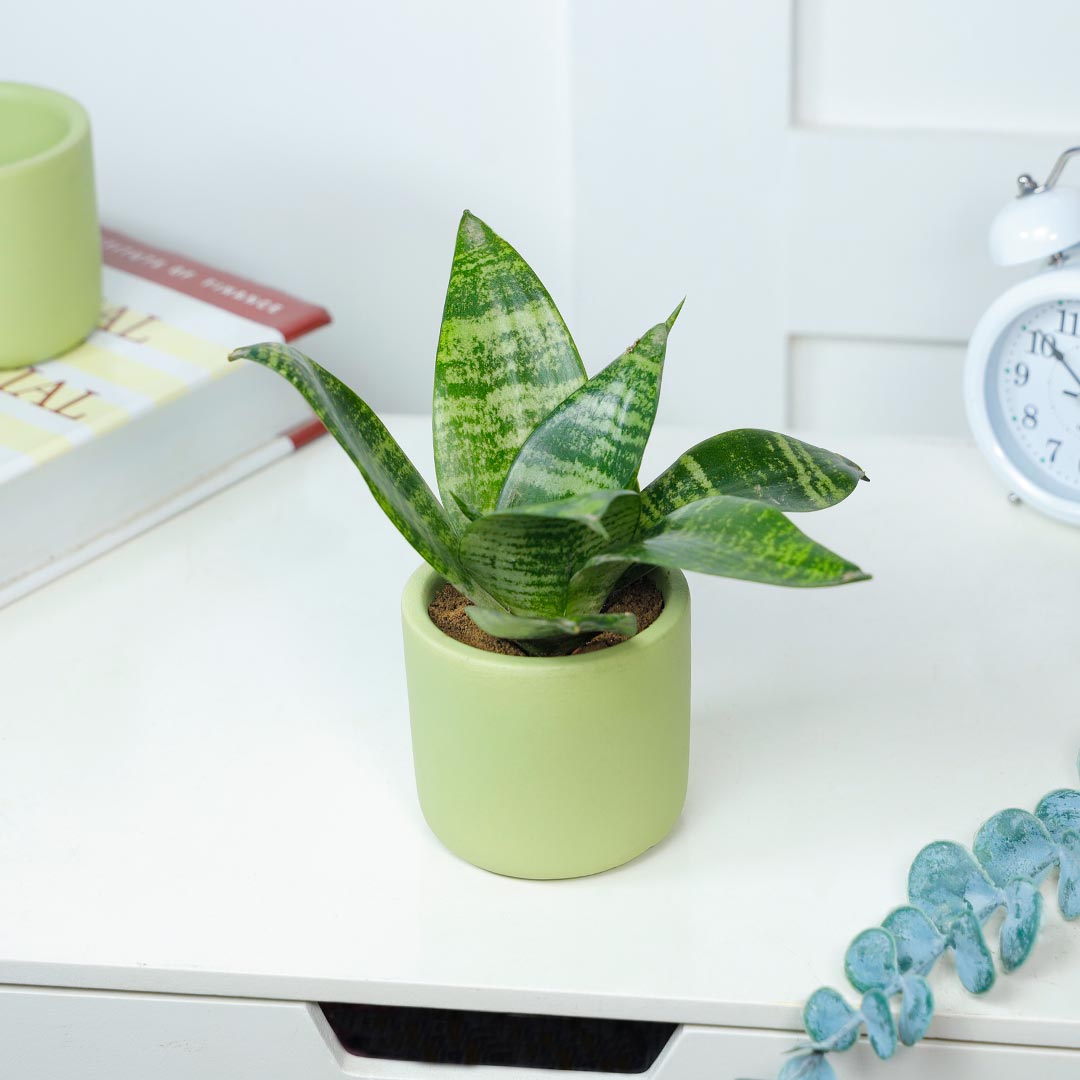 Sansevieria Snake In A Terracotta Pot