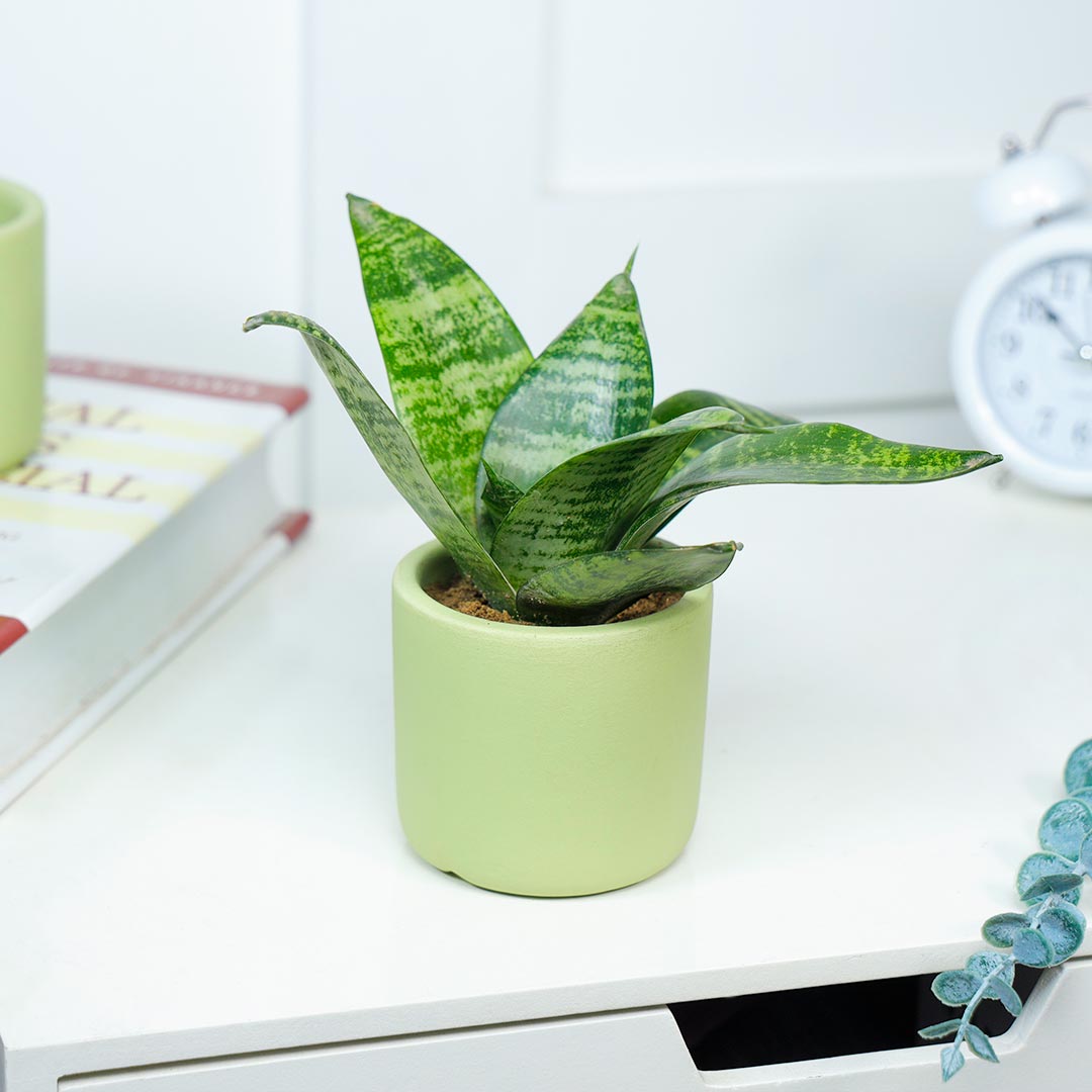 Sansevieria Snake In A Terracotta Pot