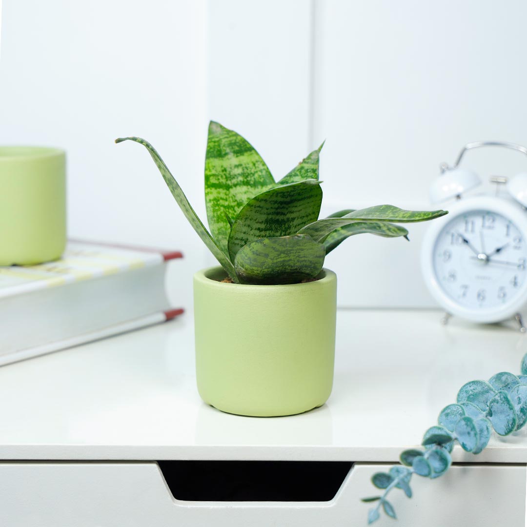 Sansevieria Snake In A Terracotta Pot