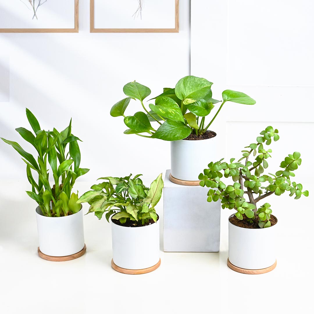 Set Of 4 Indoor Houseplant