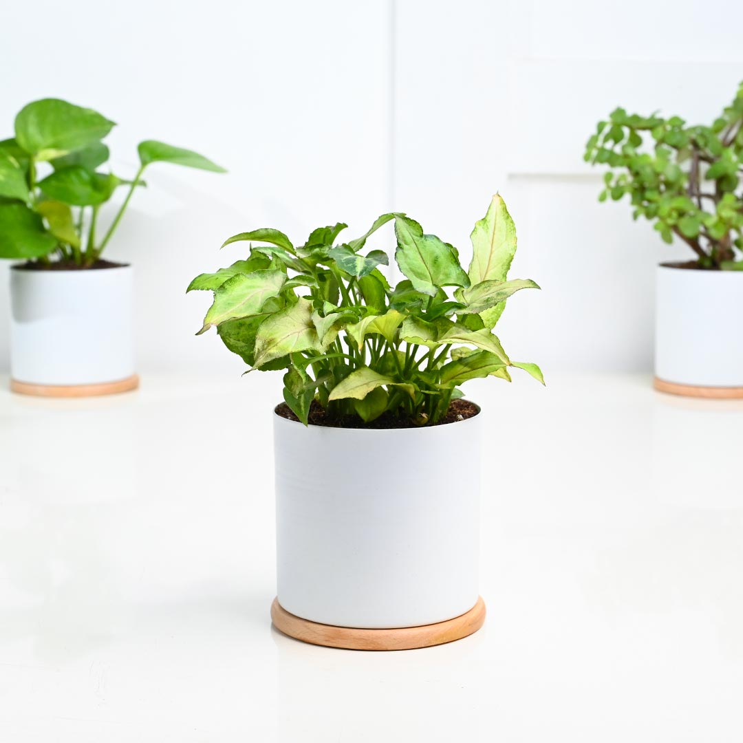 Set Of 4 Indoor Houseplant