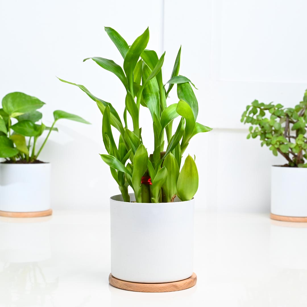 Set Of 4 Indoor Houseplant