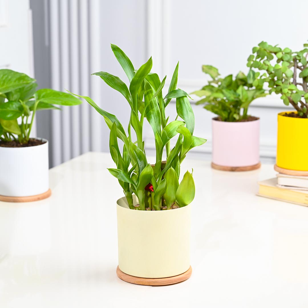 Set Of 4 Indoor Houseplant In Gorgeous Pot