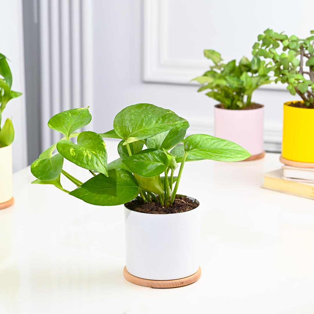 Set Of 4 Indoor Houseplant In Gorgeous Pot