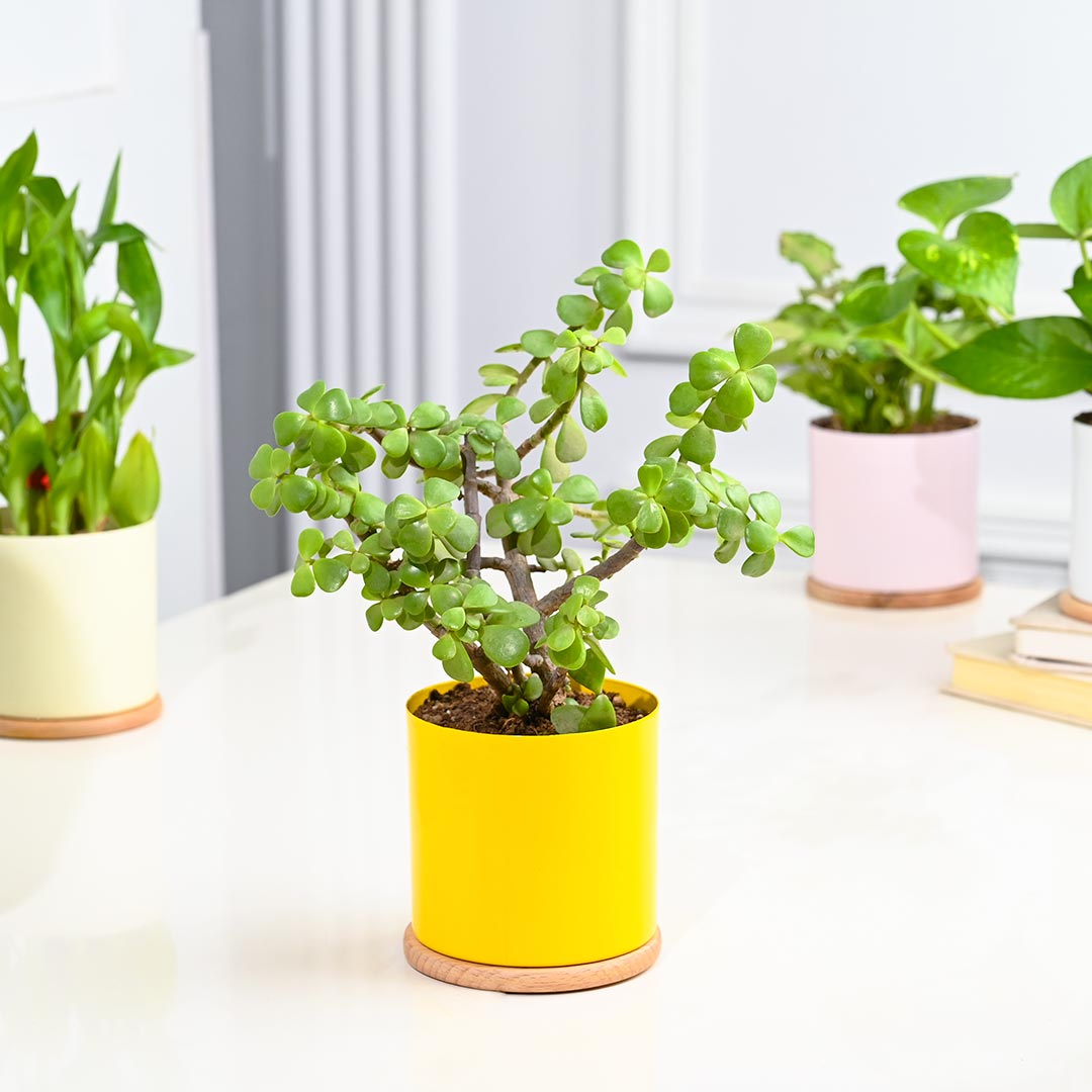 Set Of 4 Indoor Houseplant In Gorgeous Pot