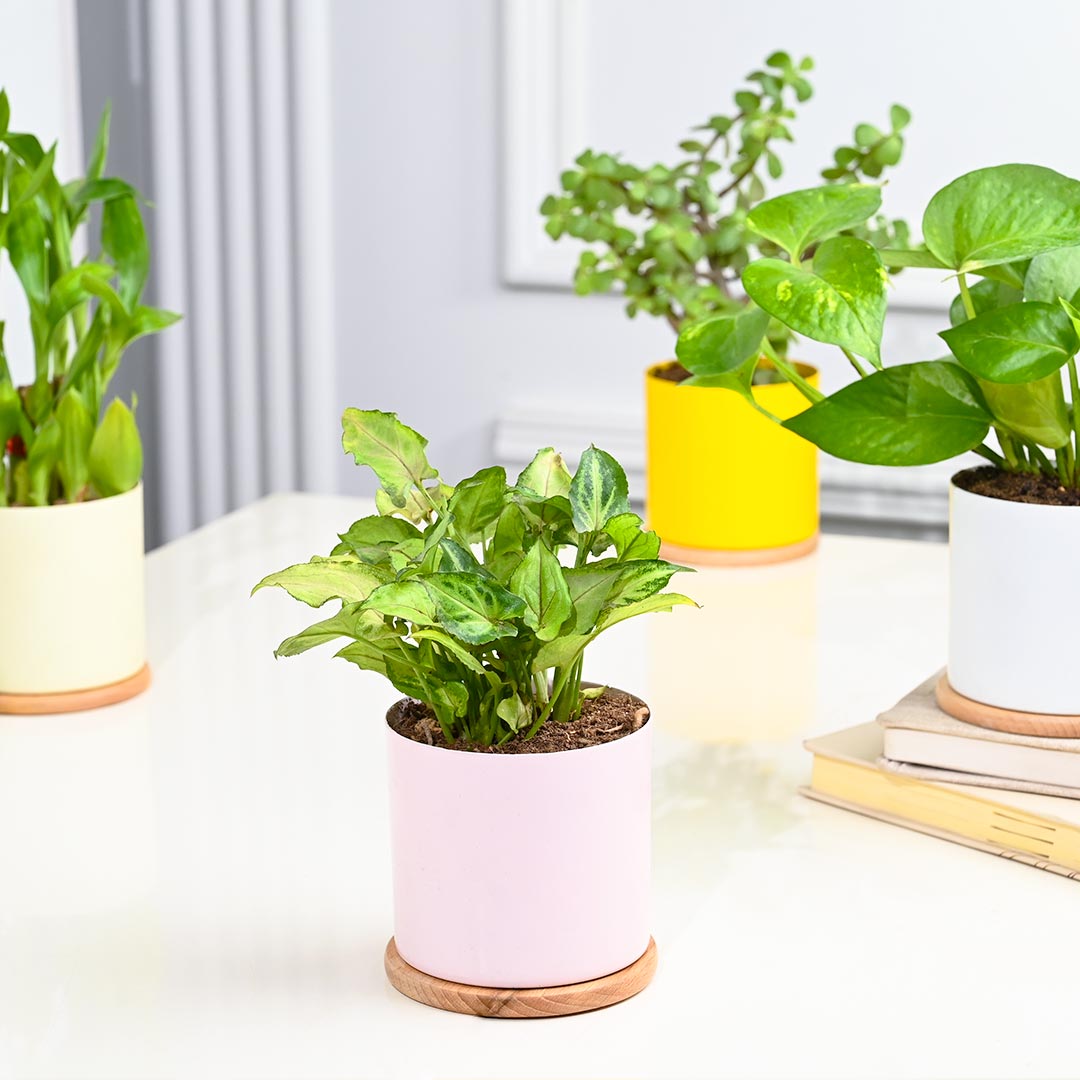 Set Of 4 Indoor Houseplant In Gorgeous Pot