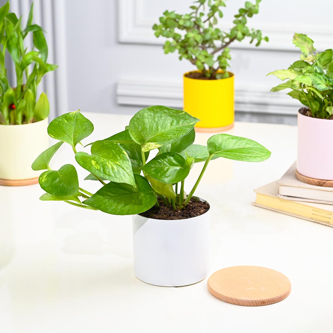 Set Of 4 Indoor Houseplant In Gorgeous Pot