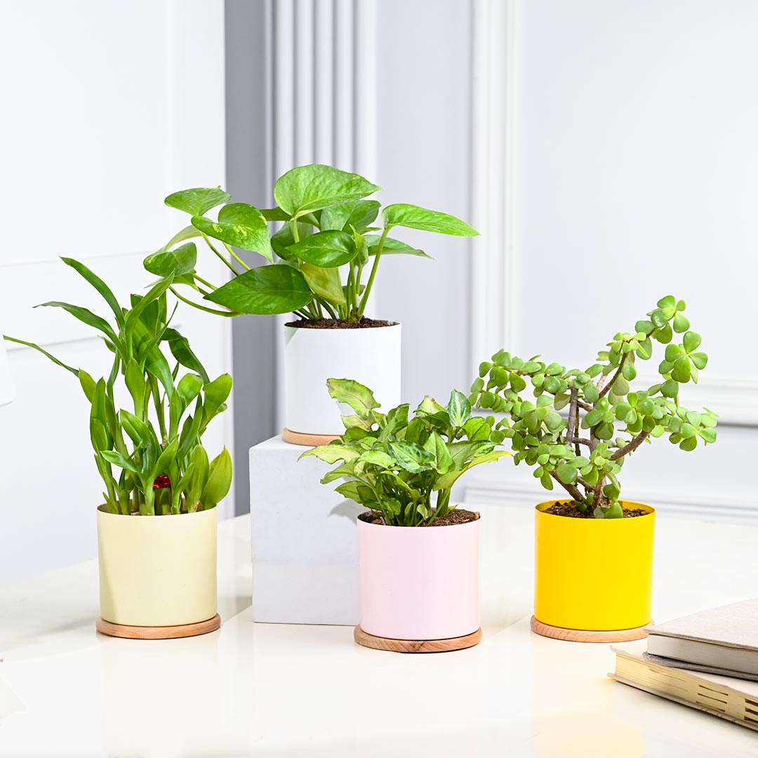 Set Of 4 Indoor Houseplant In Gorgeous Pot