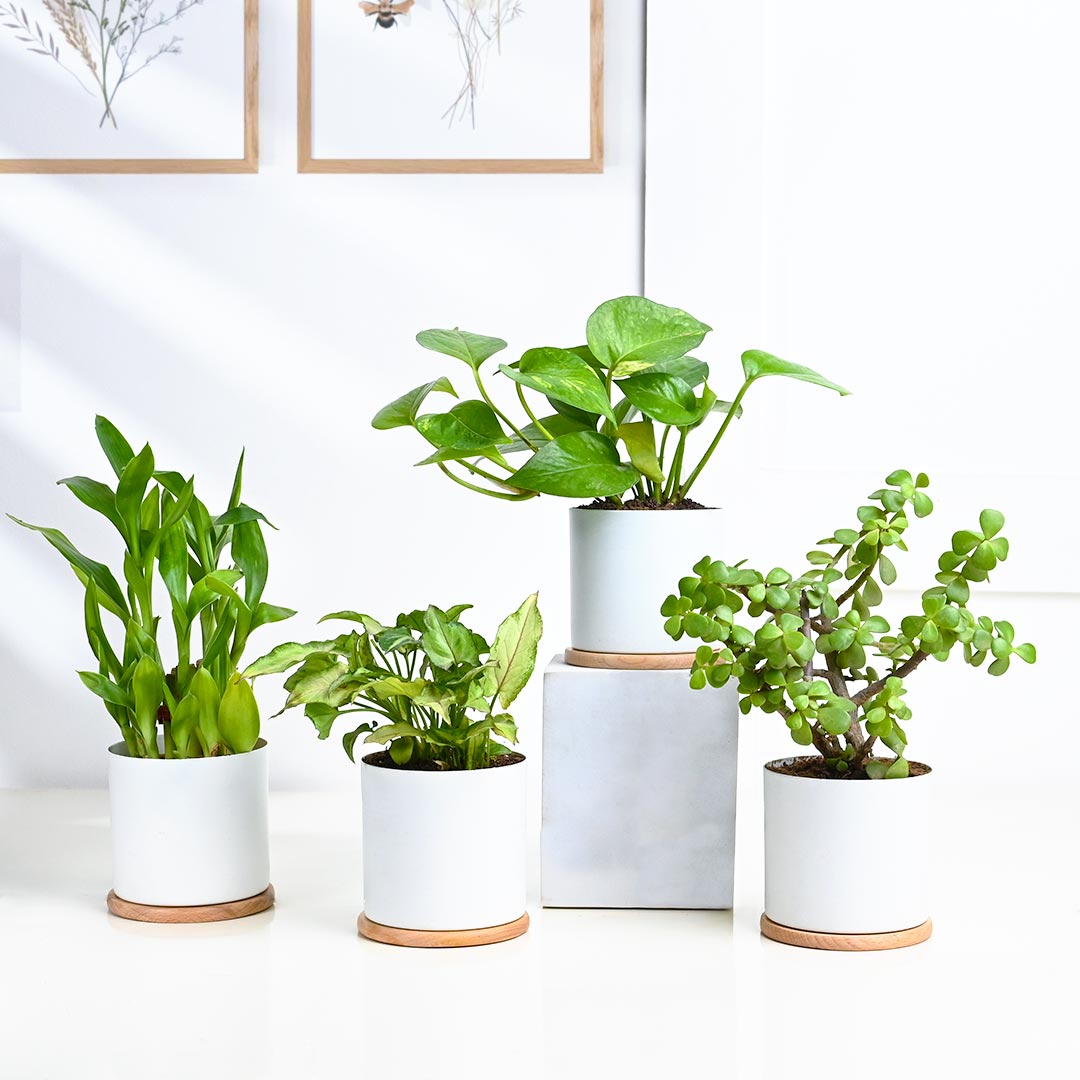 https://www.unrealgift.com/Set Of 4 Indoor Houseplant