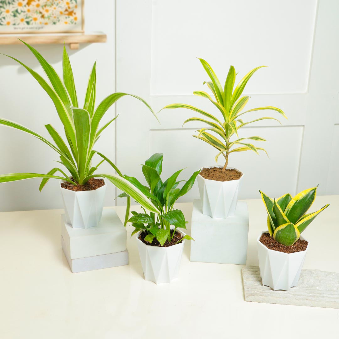 Set Of Air Purifier Plant