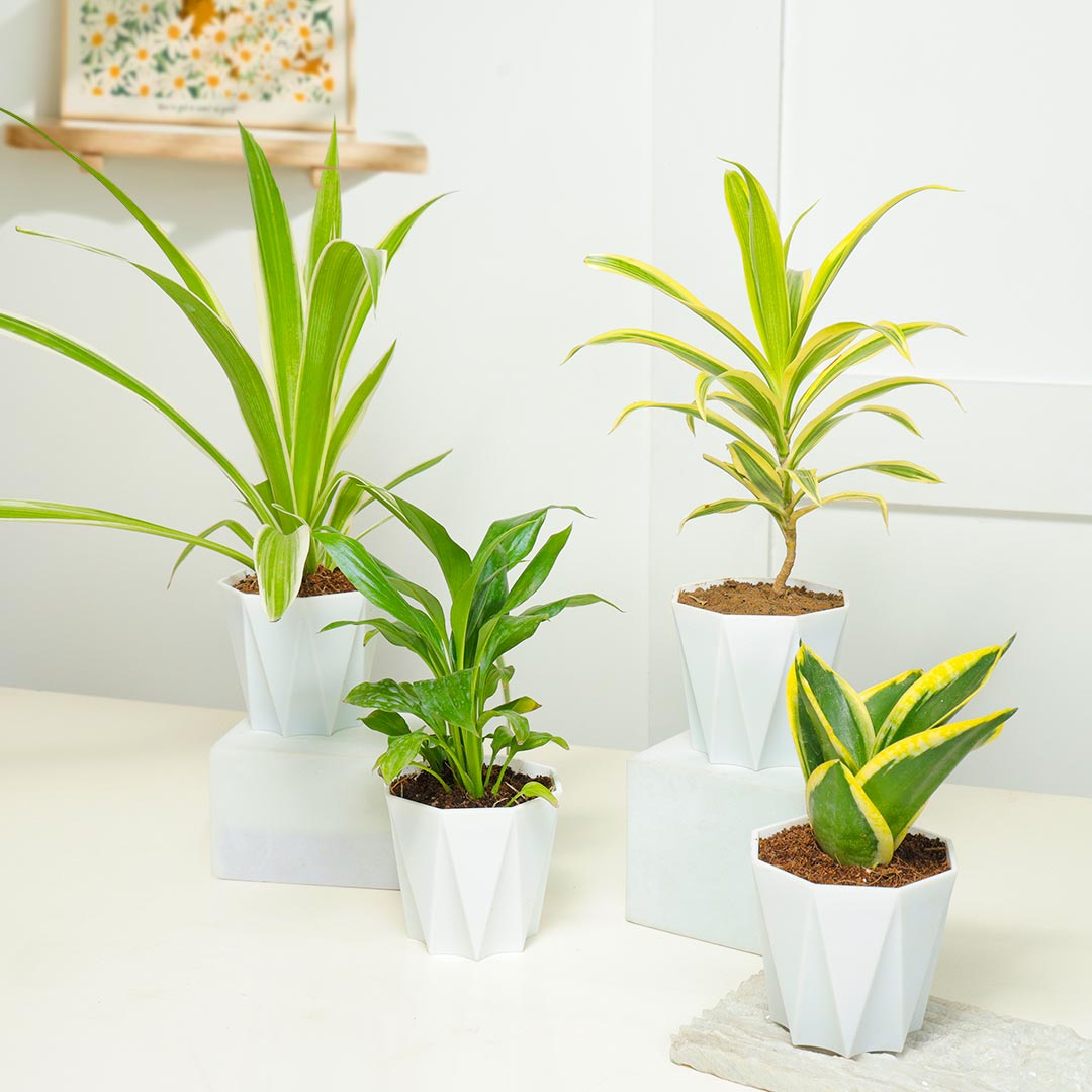 Set Of Air Purifier Plant