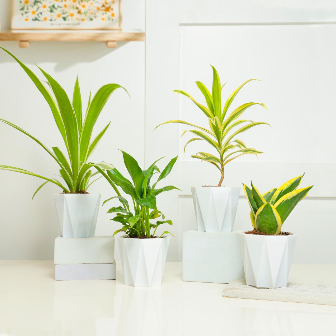 Set Of Air Purifier Plant