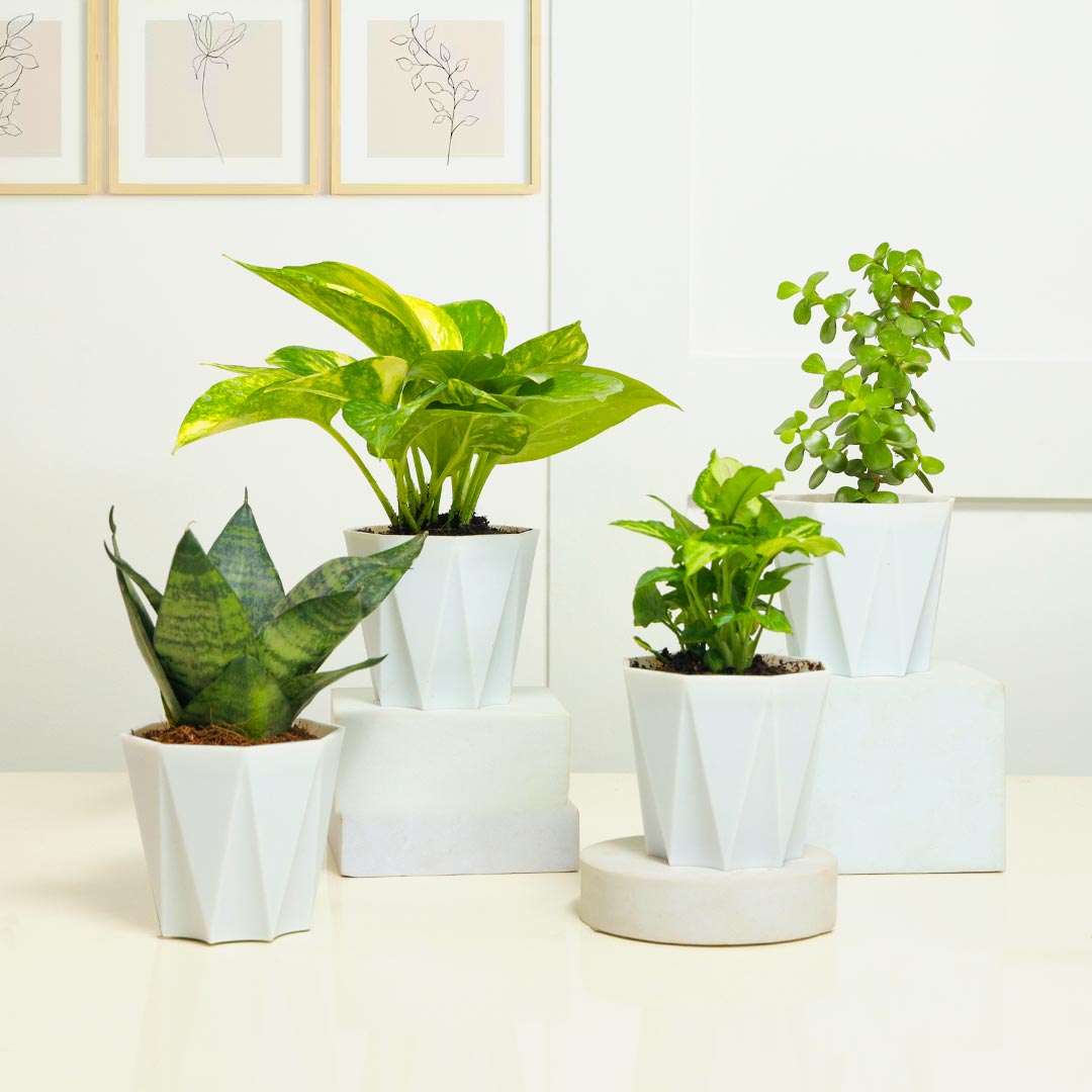 Buy Shades of Green Plants Online