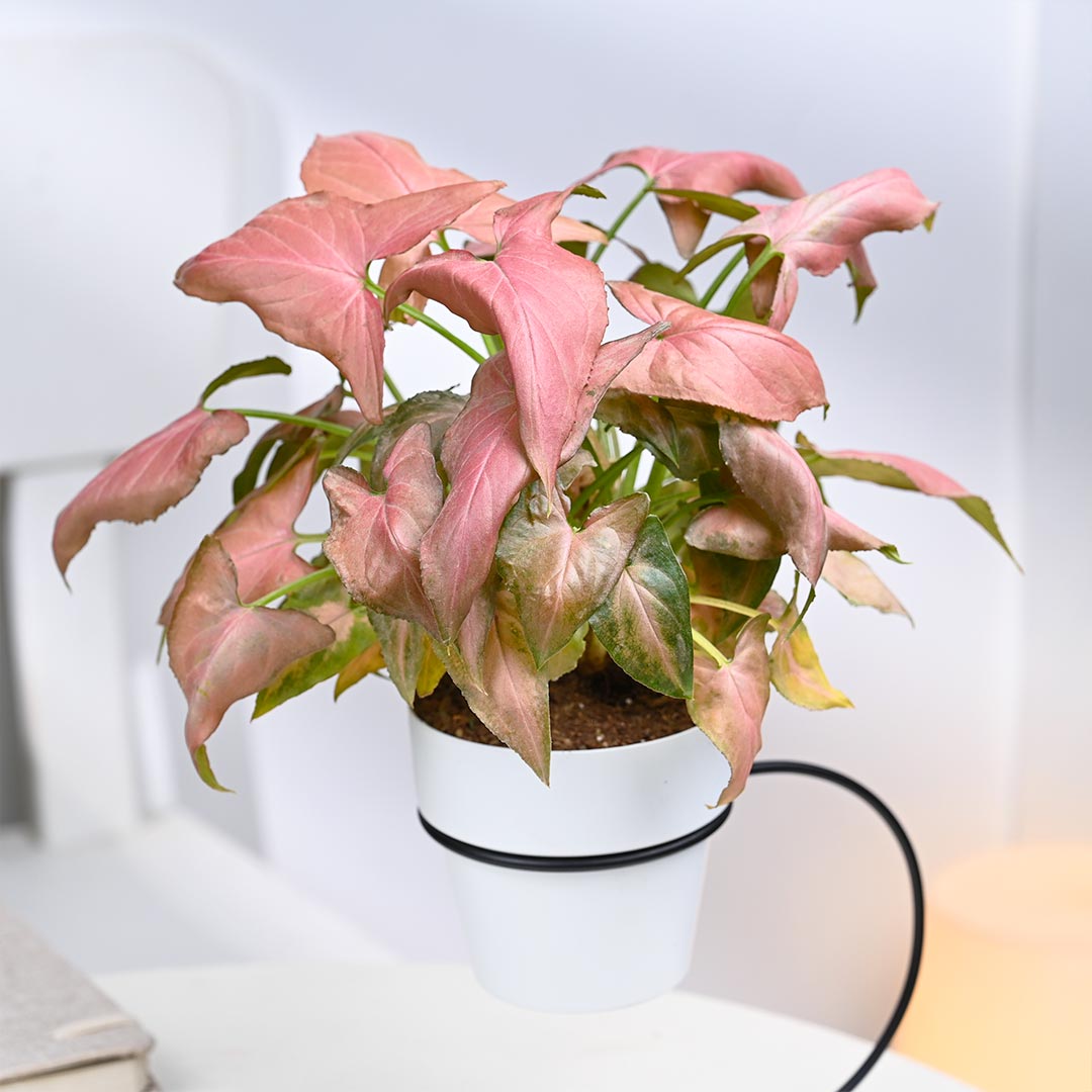 Shiny Pink Syngonium in White Pot with Curve Stand