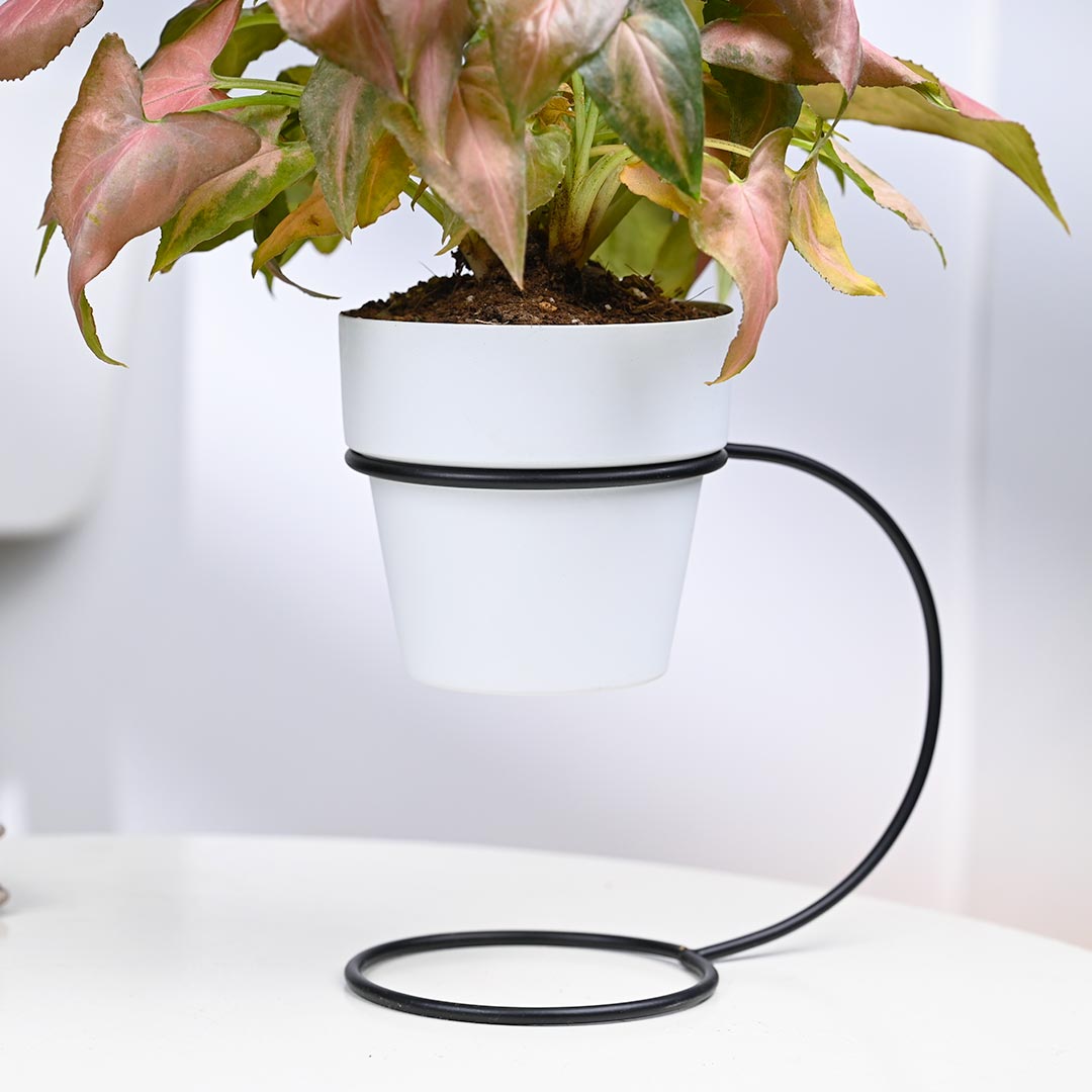 Shiny Pink Syngonium in White Pot with Curve Stand