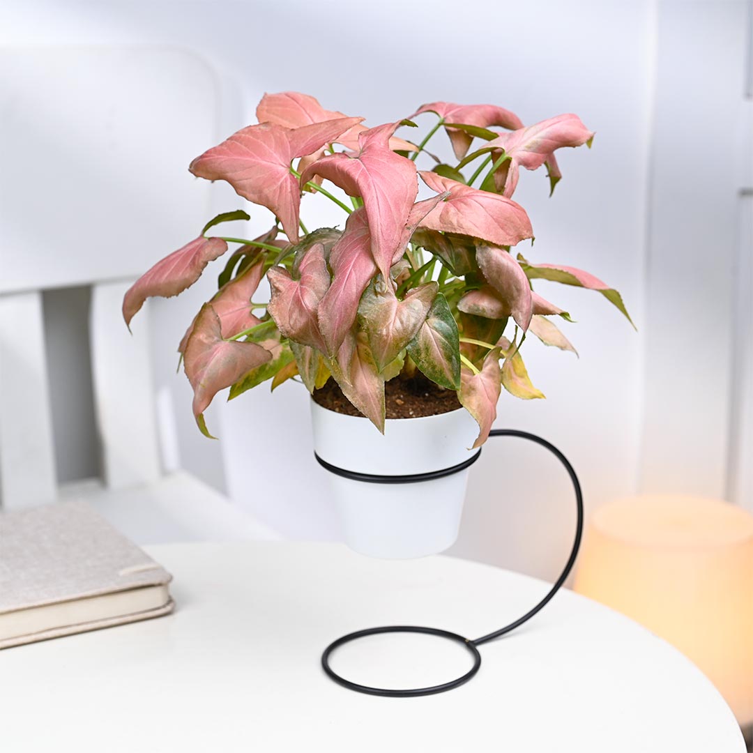 Shiny Pink Syngonium in White Pot with Curve Stand