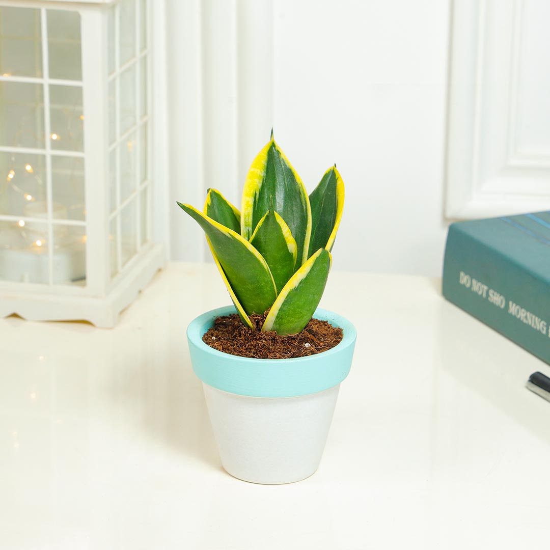 Sleek and Stylish Snake Plant in Terracotta pot