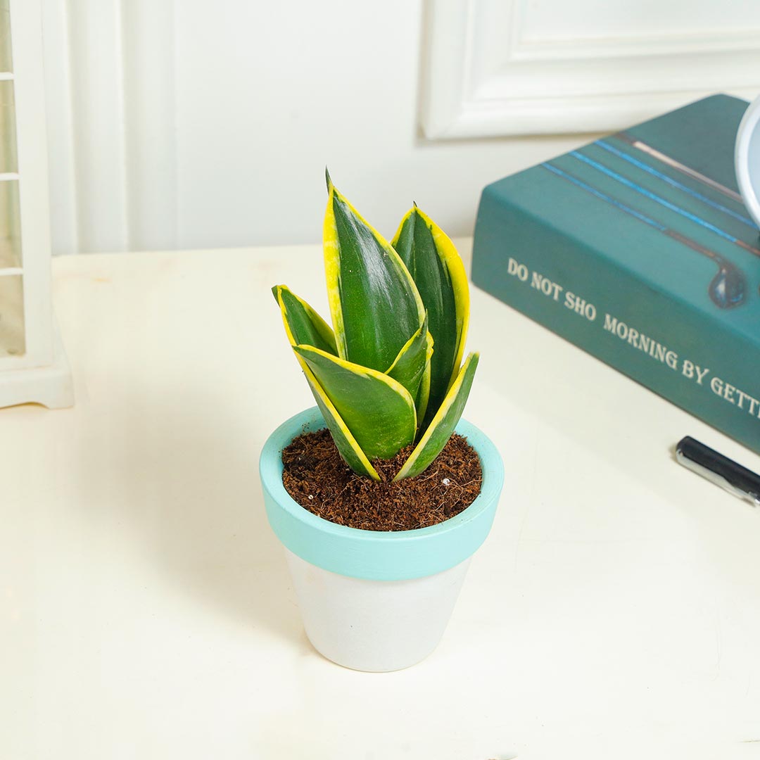 Sleek and Stylish Snake Plant in Terracotta pot