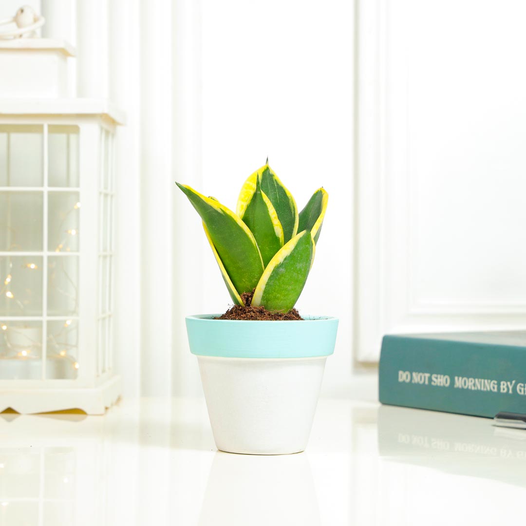 Buy Sleek and Stylish Snake Plant in Terracotta pot Online