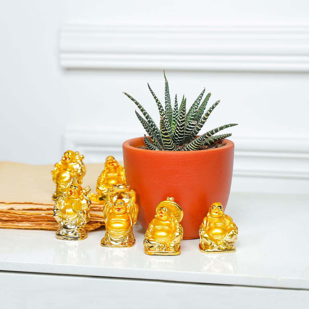 Smiling Buddha And Thriving Haworthia Plant