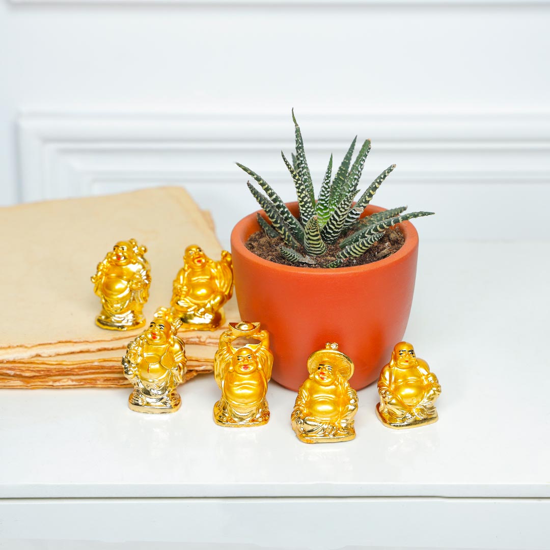 Smiling Buddha And Thriving Haworthia Plant