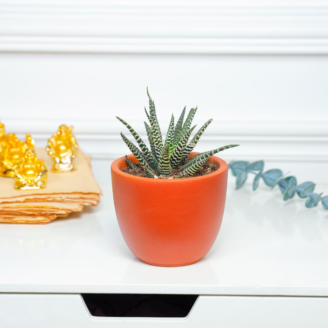 Smiling Buddha And Thriving Haworthia Plant