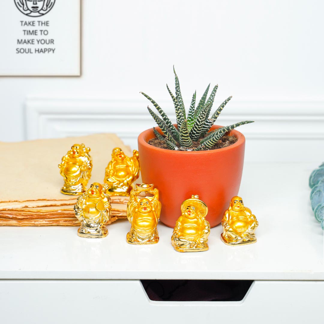 Smiling Buddha And Thriving Haworthia Plant