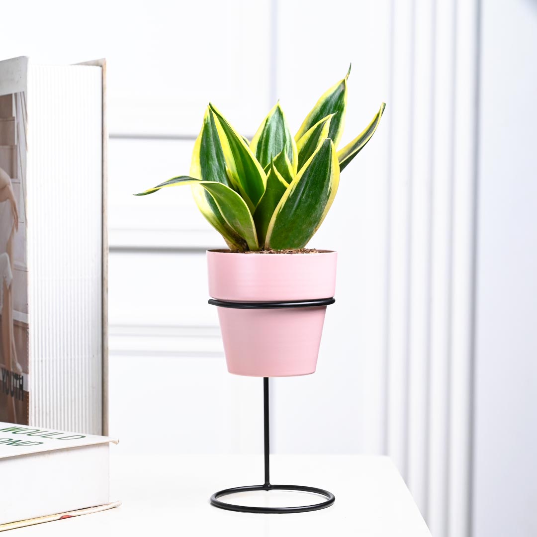 Snake Plant in Pink Pot with Straight Stand