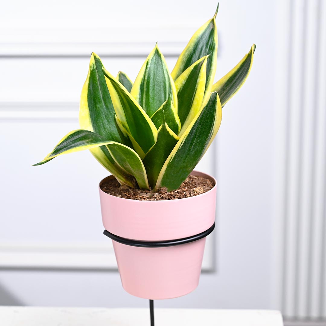 Snake Plant in Pink Pot with Straight Stand