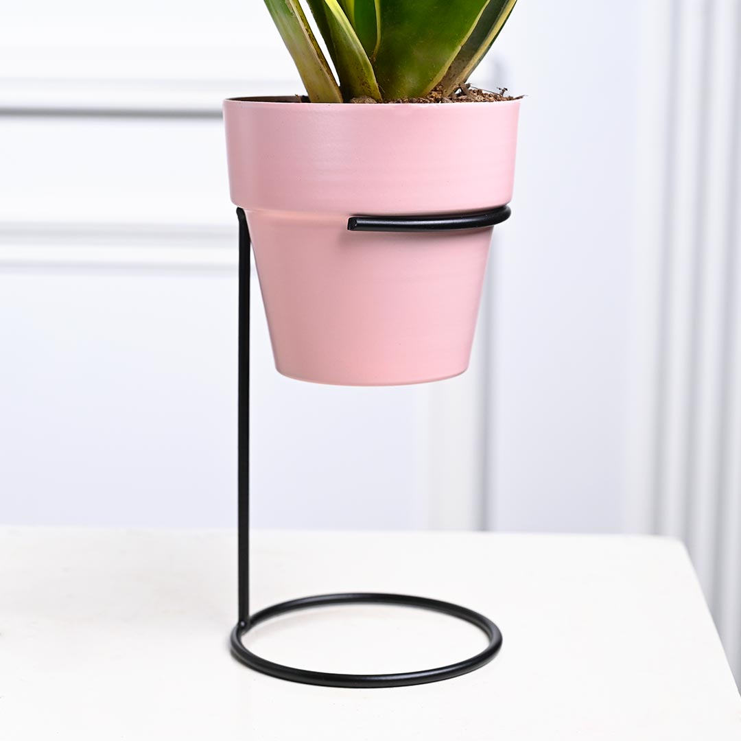 Snake Plant in Pink Pot with Straight Stand