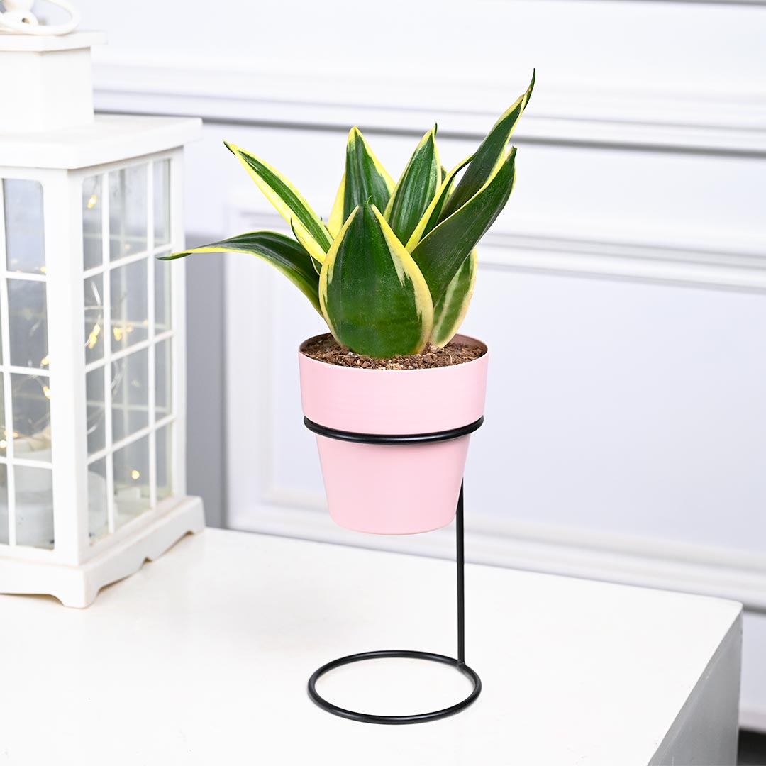 Snake Plant in Pink Pot with Straight Stand